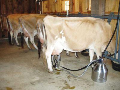 One Young Couple Starts Raw Milk Dairy Production in Connecticut Image